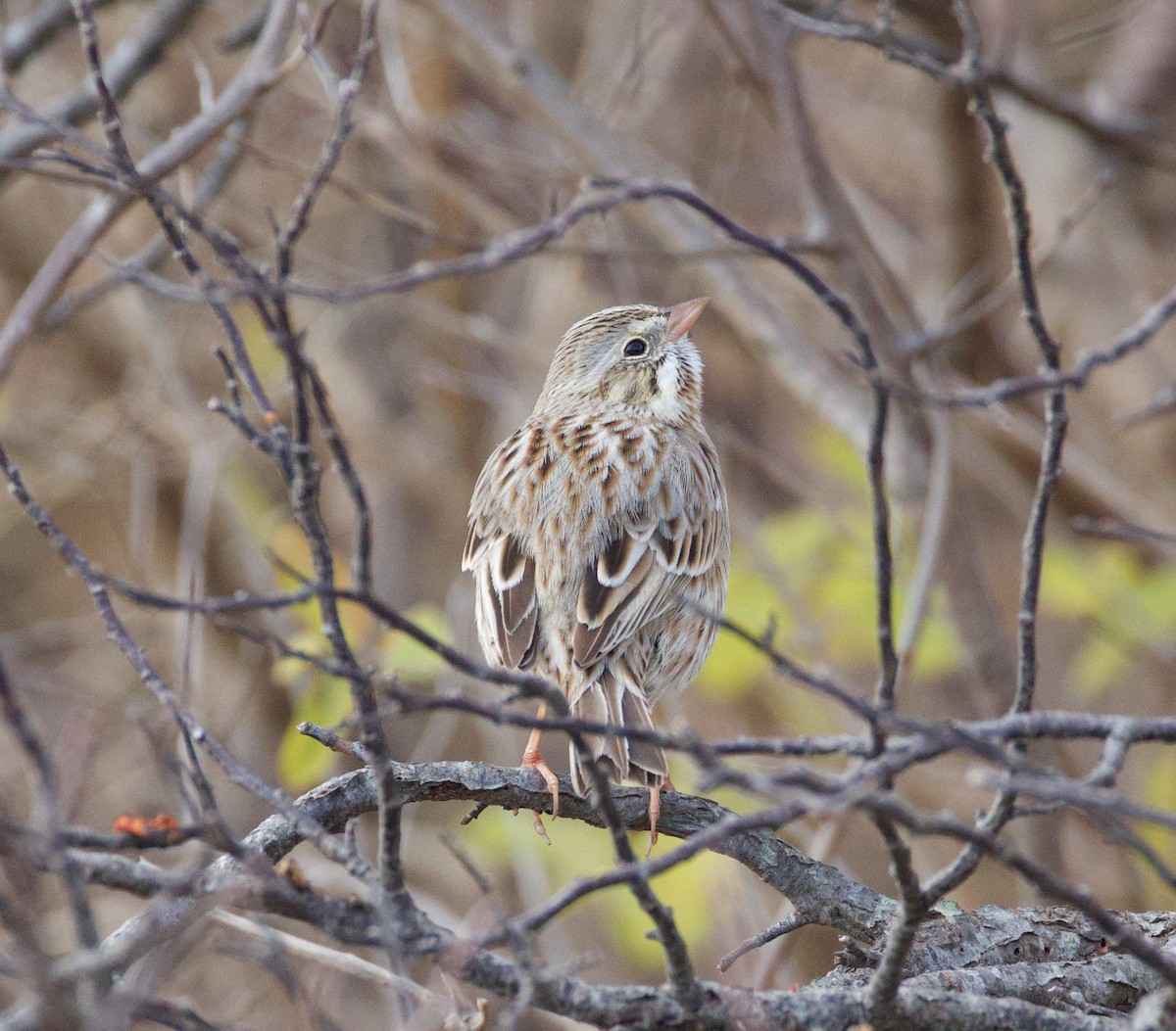 Bruant des prés (princeps) - ML646021558