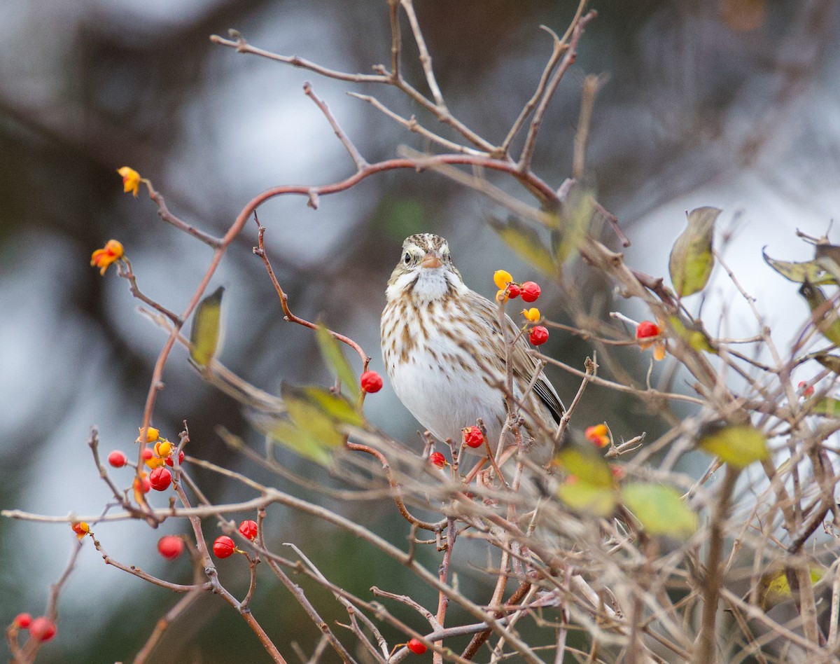 Bruant des prés (princeps) - ML646021560