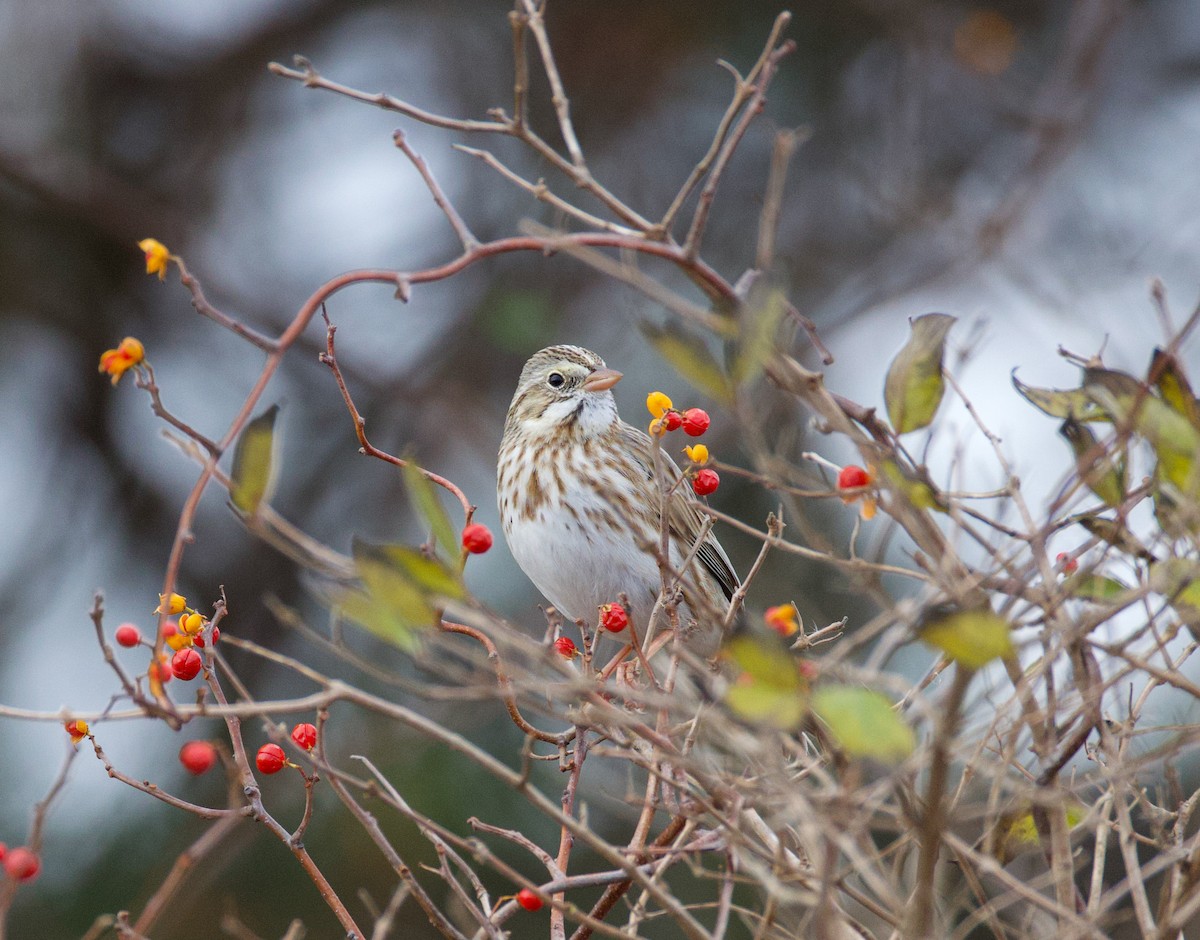 Bruant des prés (princeps) - ML646021561