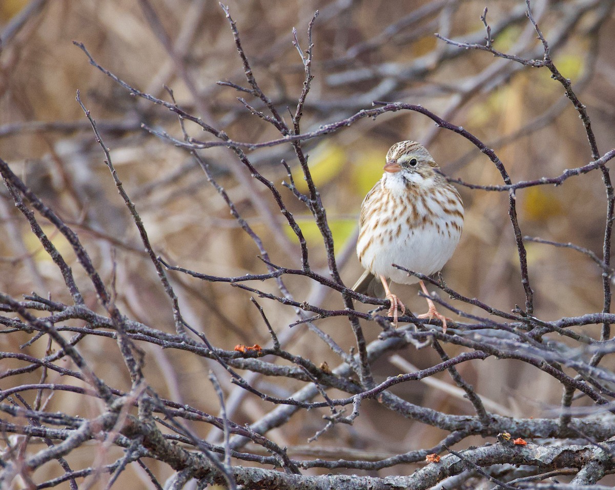 Bruant des prés (princeps) - ML646021562