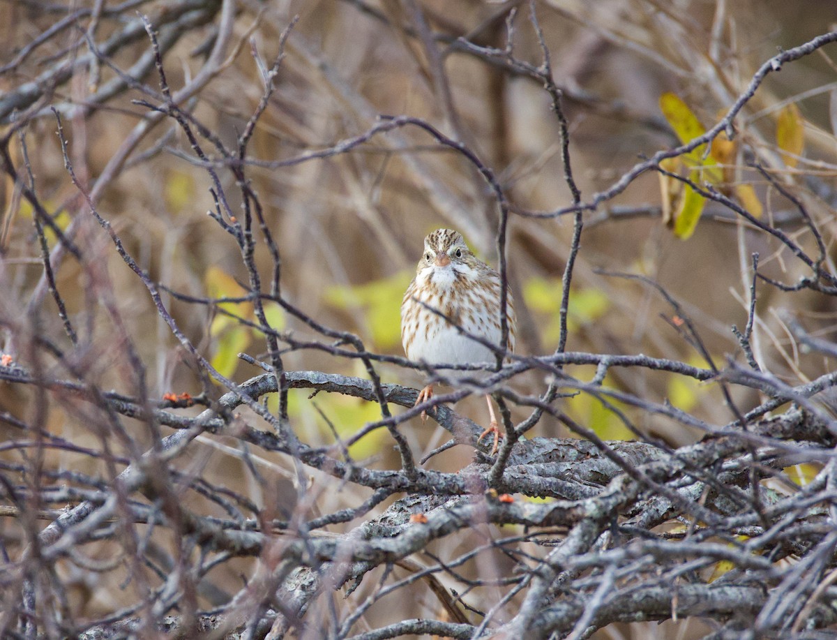 Bruant des prés (princeps) - ML646021563