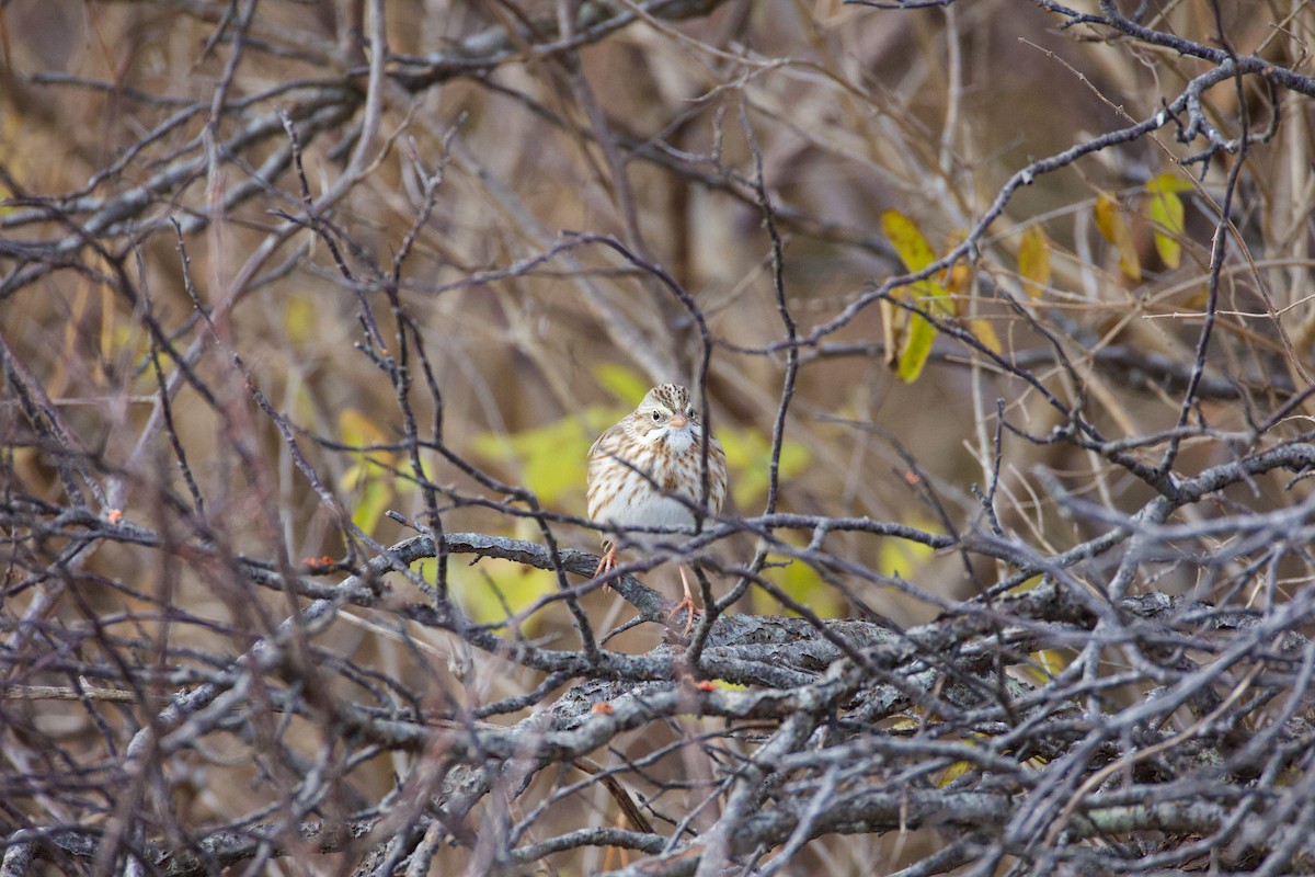 Bruant des prés (princeps) - ML646021564