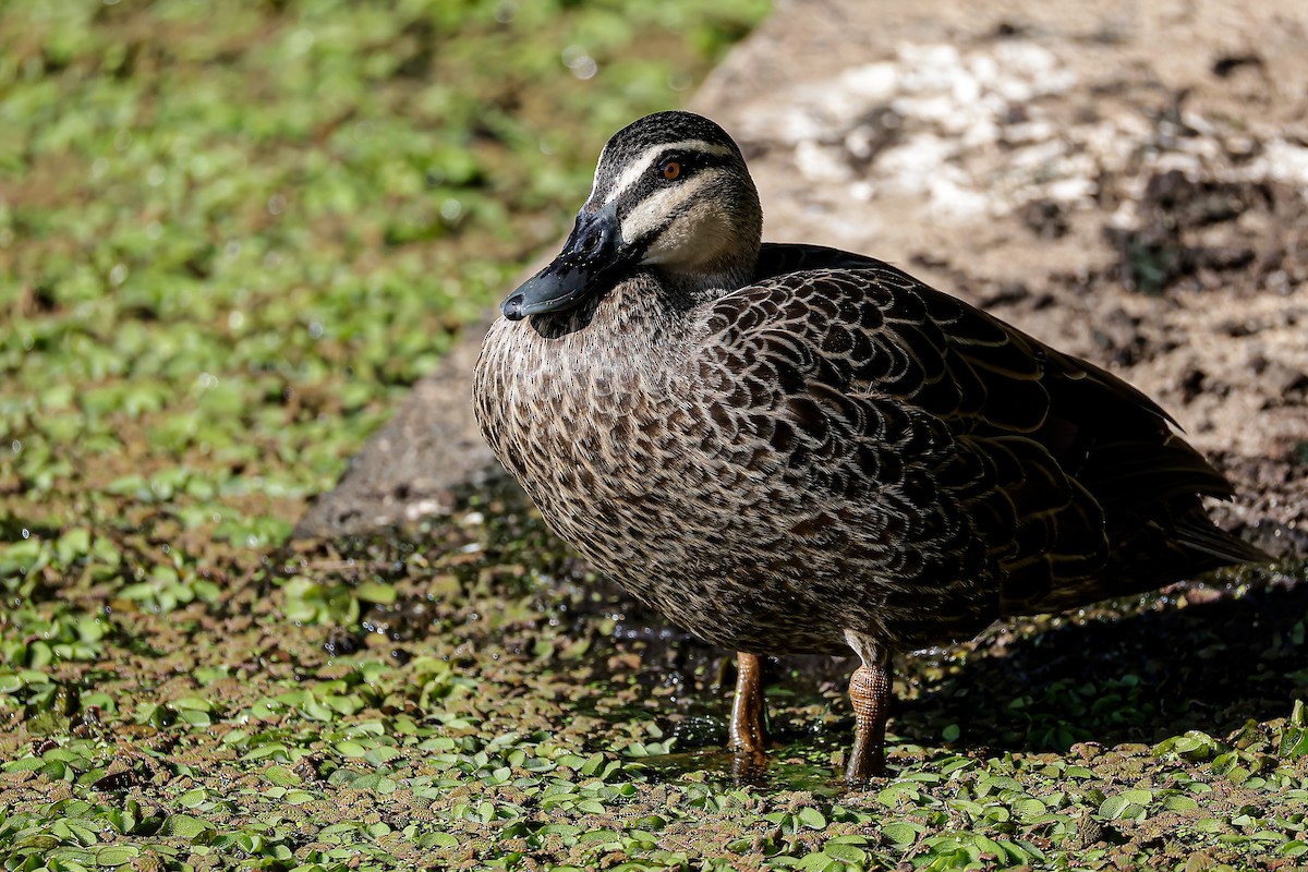 Canard à sourcils - ML646021565