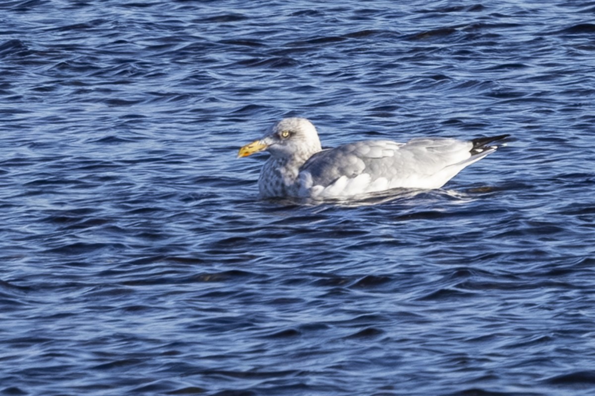 Goéland hudsonien - ML646021567