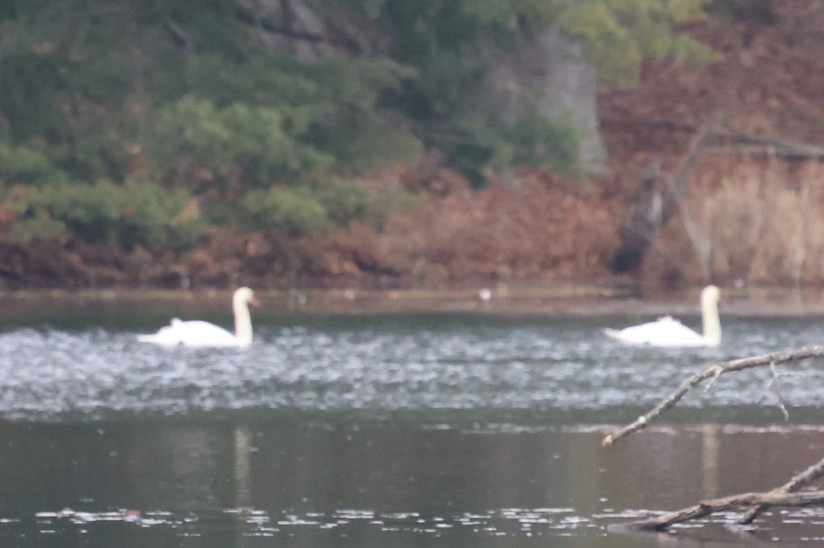 Cygne tuberculé - ML646021568