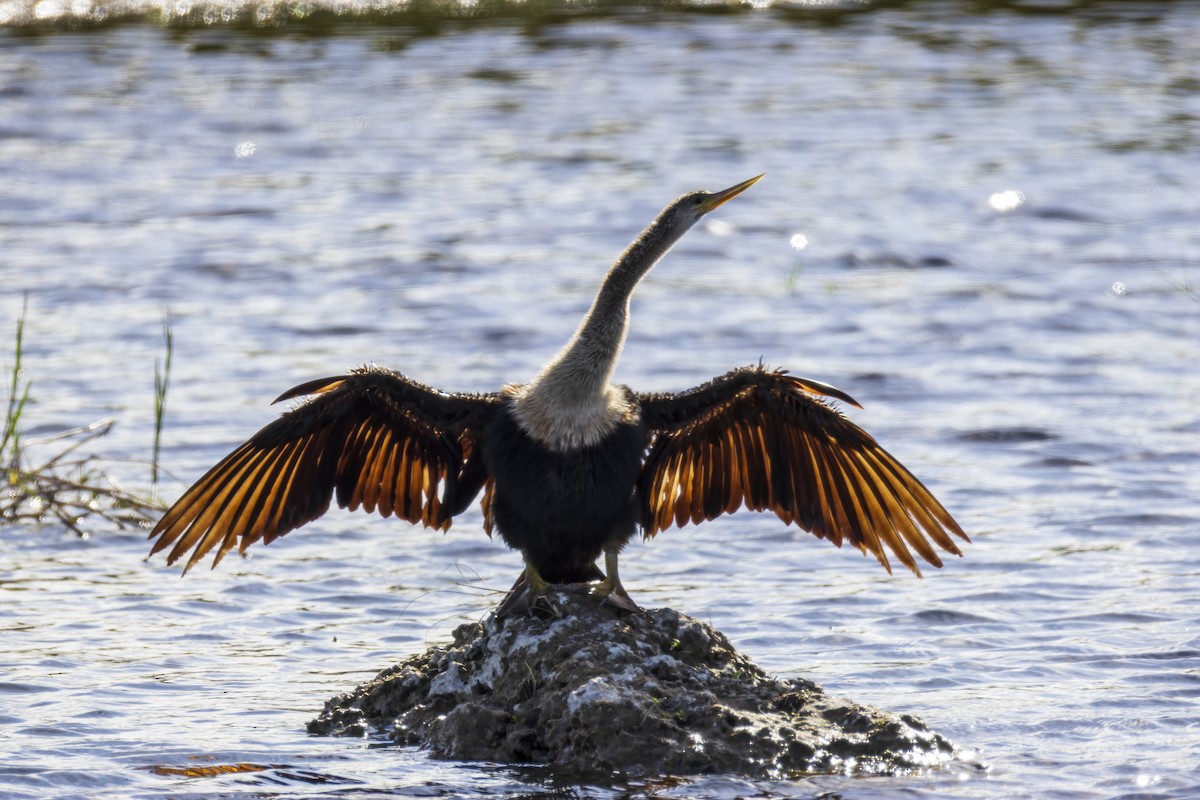 Anhinga d'Amérique - ML646021569