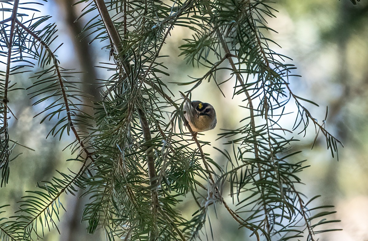 Golden-crowned Kinglet - ML646021570