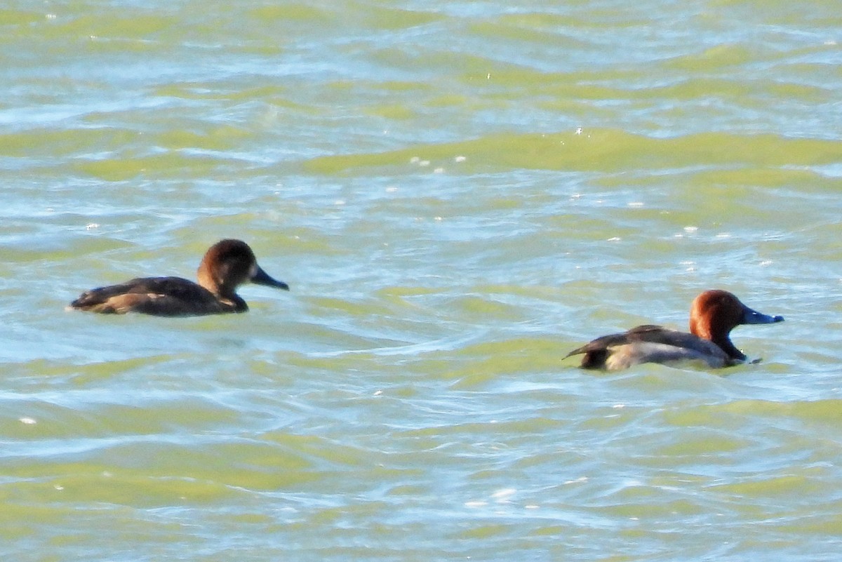 Fuligule à tête rouge - ML646021571