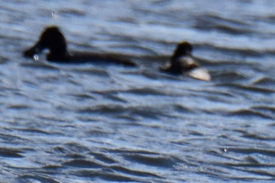 Canard souchet - ML646021573