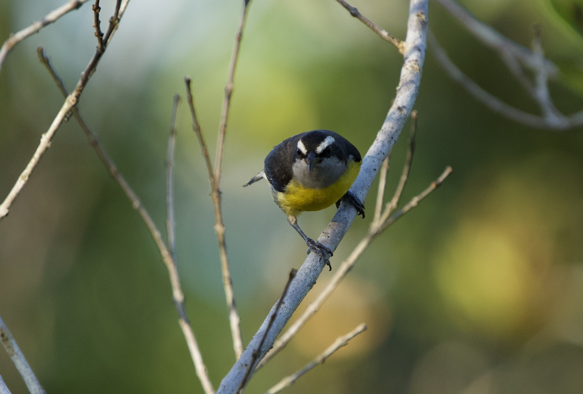 Sucrier à ventre jaune (groupe luteola) - ML646021574