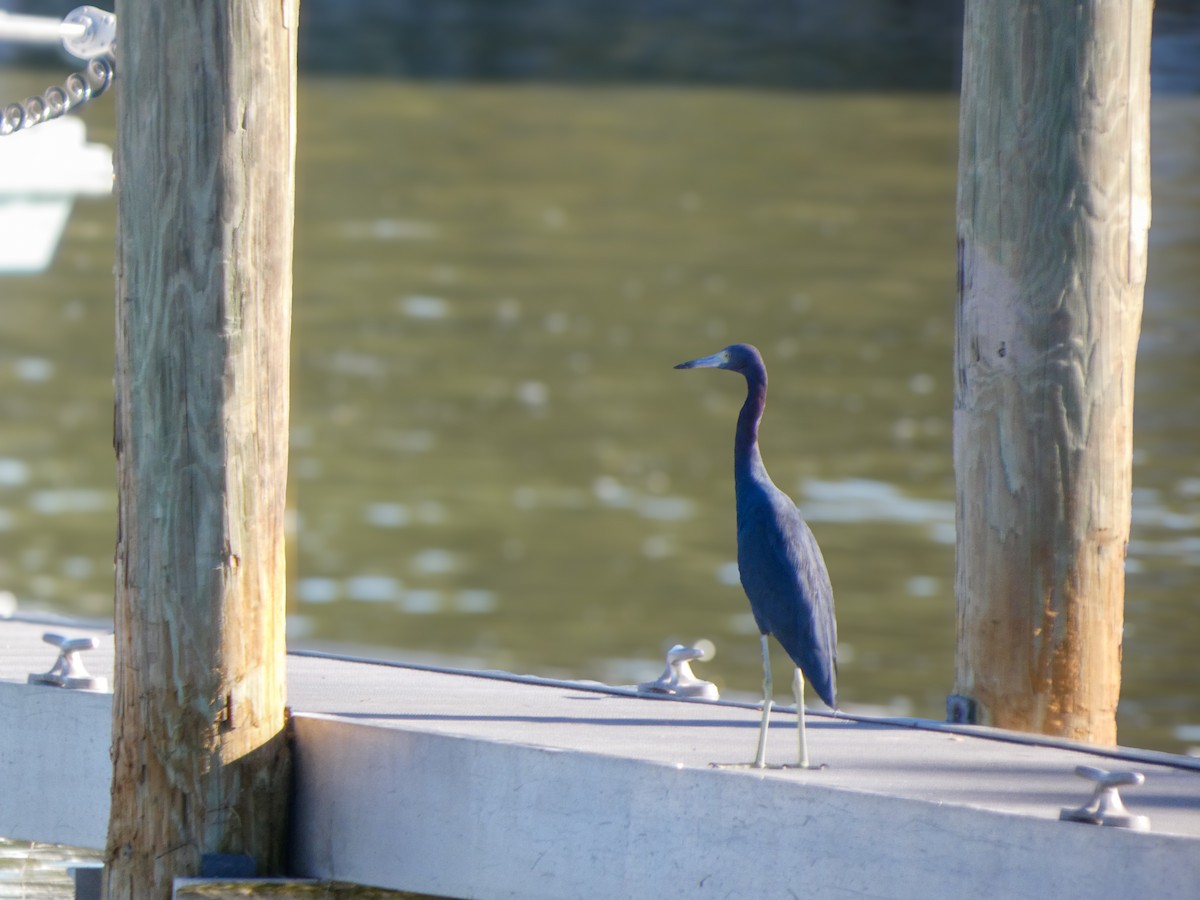 Aigrette bleue - ML646021575
