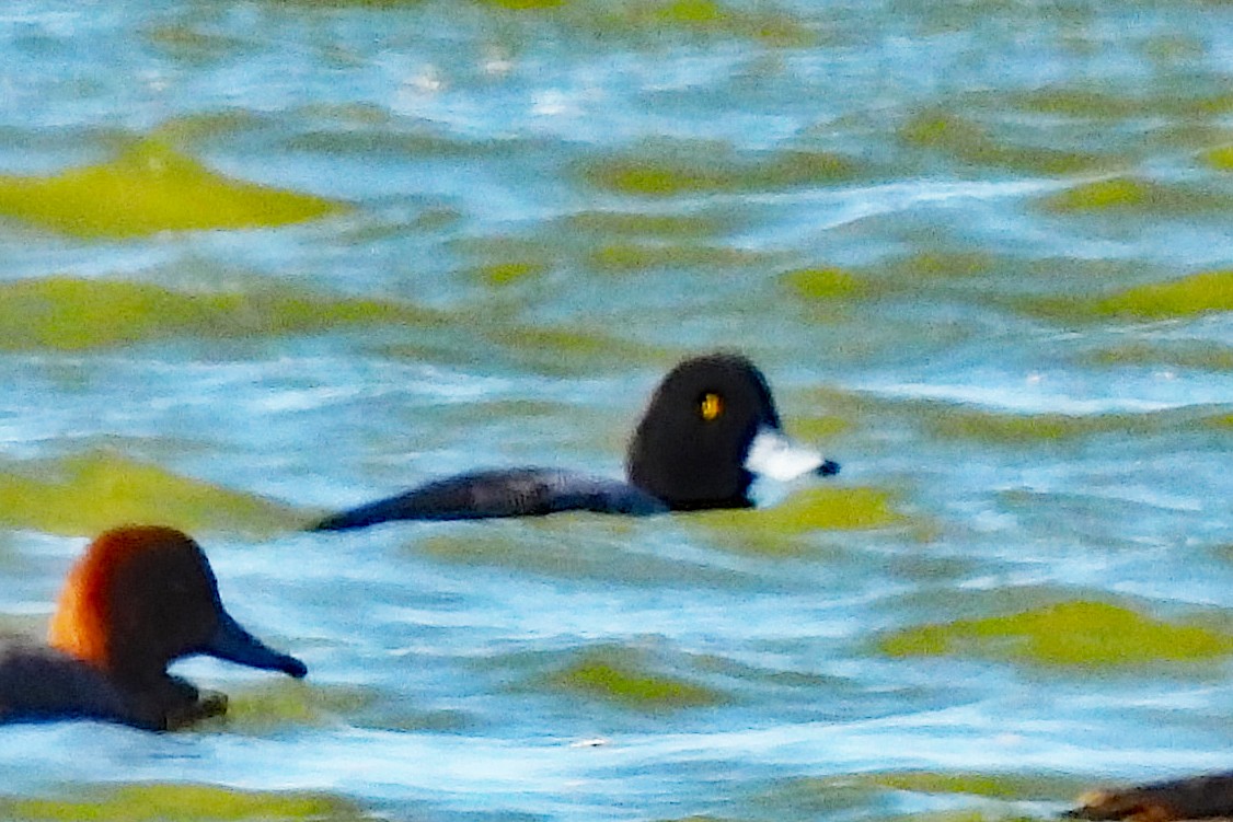 Petit Fuligule - ML646021579