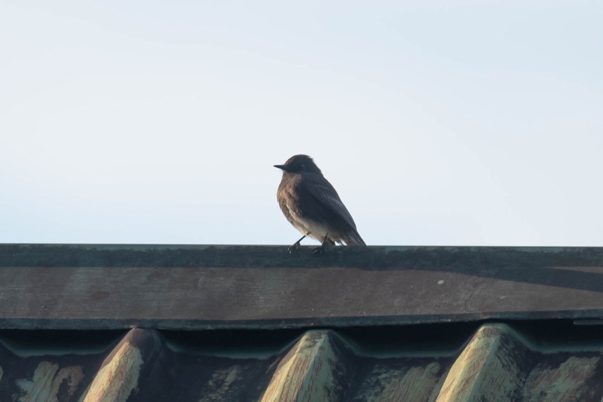 Moucherolle noir - ML646021580