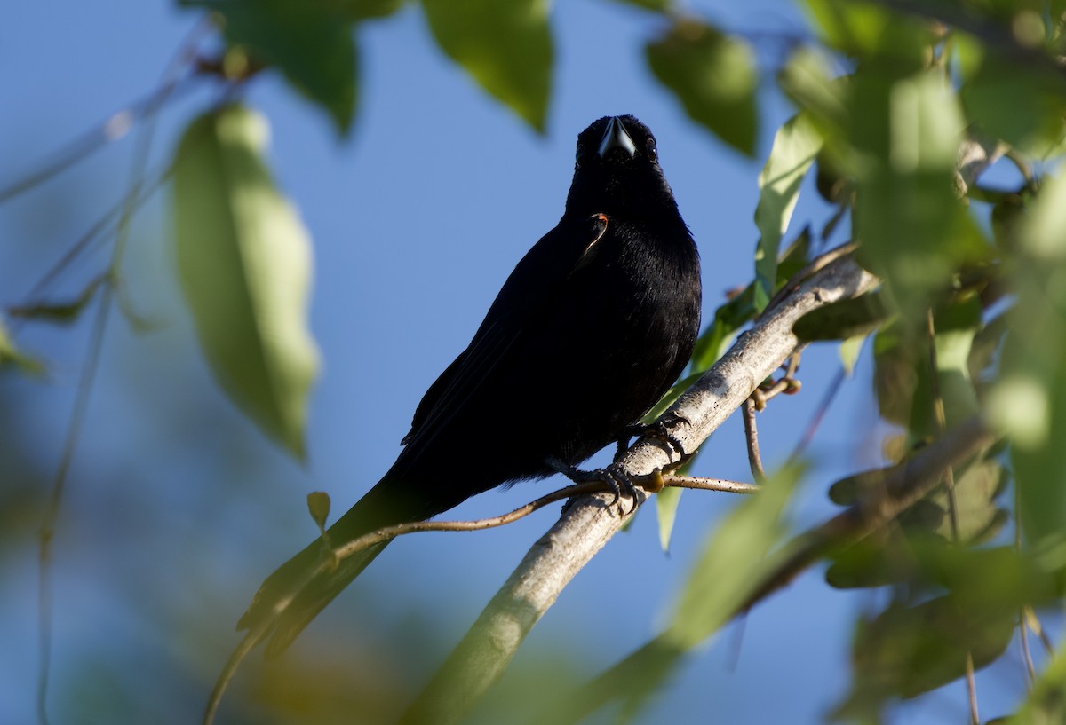 Tangara à galons rouges - ML646021581