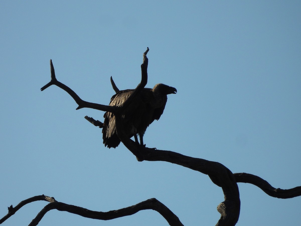 Vautour africain - ML646021583