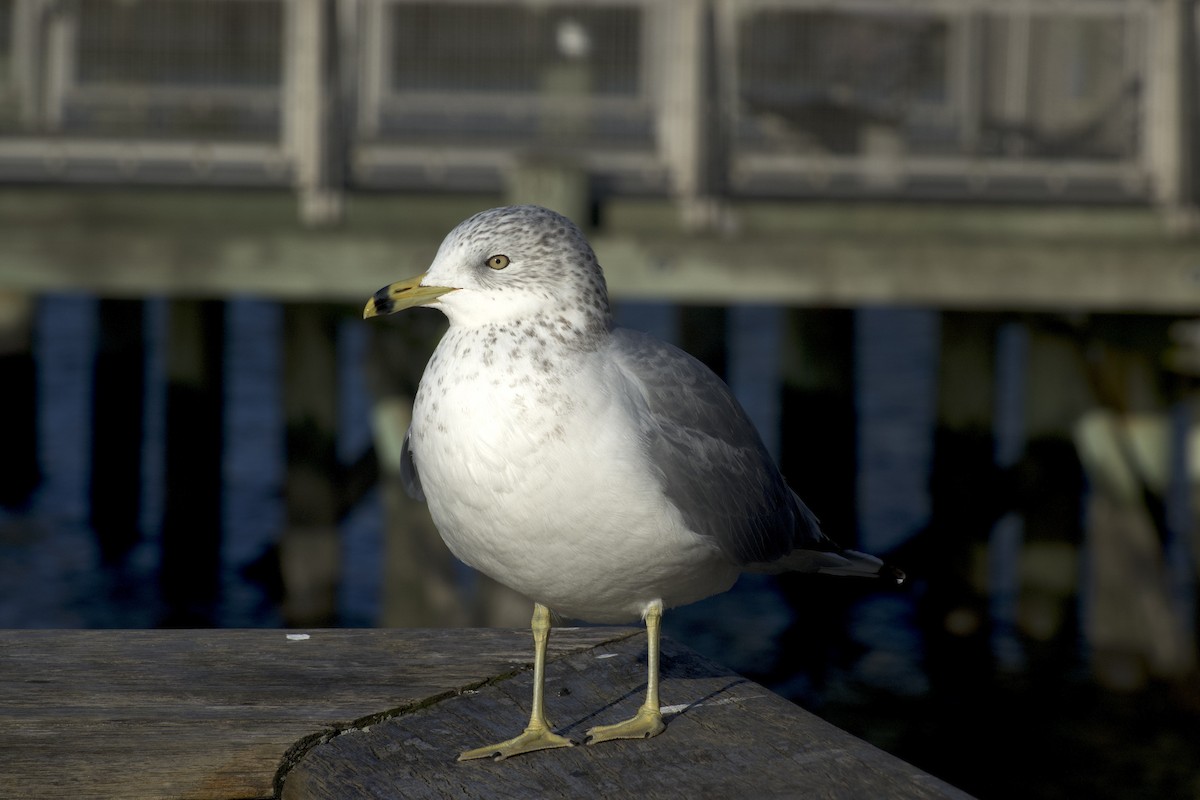 Goéland à bec cerclé - ML646021584