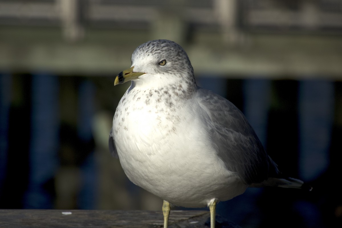 Goéland à bec cerclé - ML646021585