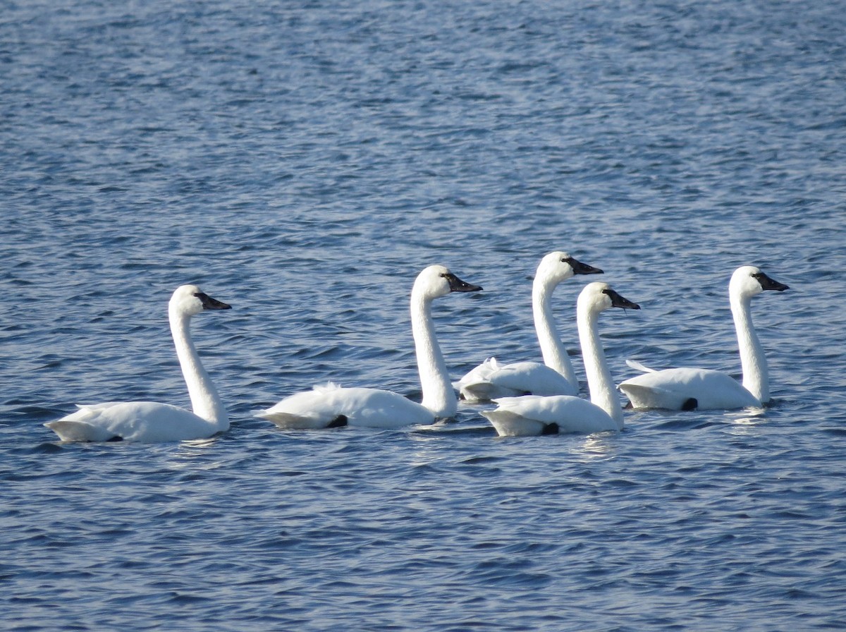 Tundra Swan - ML646021593