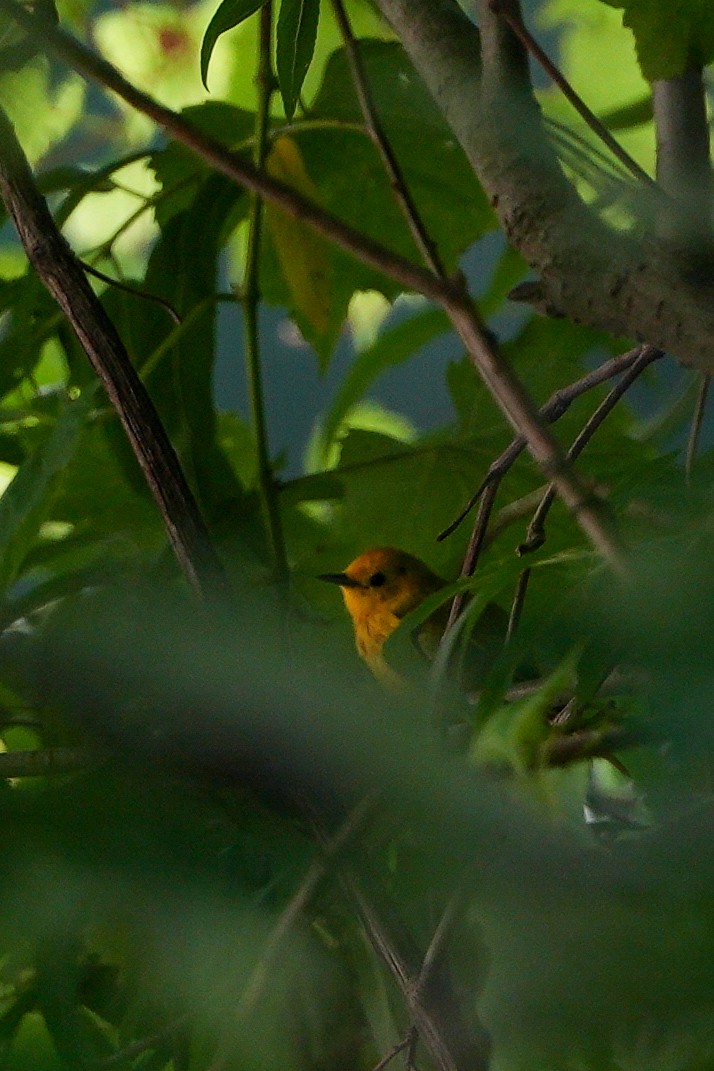 Sarı Ötleğen - ML646021596