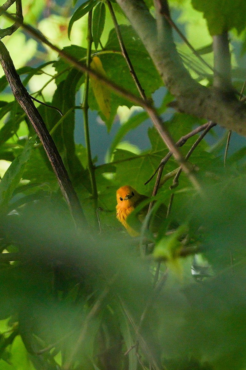 Sarı Ötleğen - ML646021597