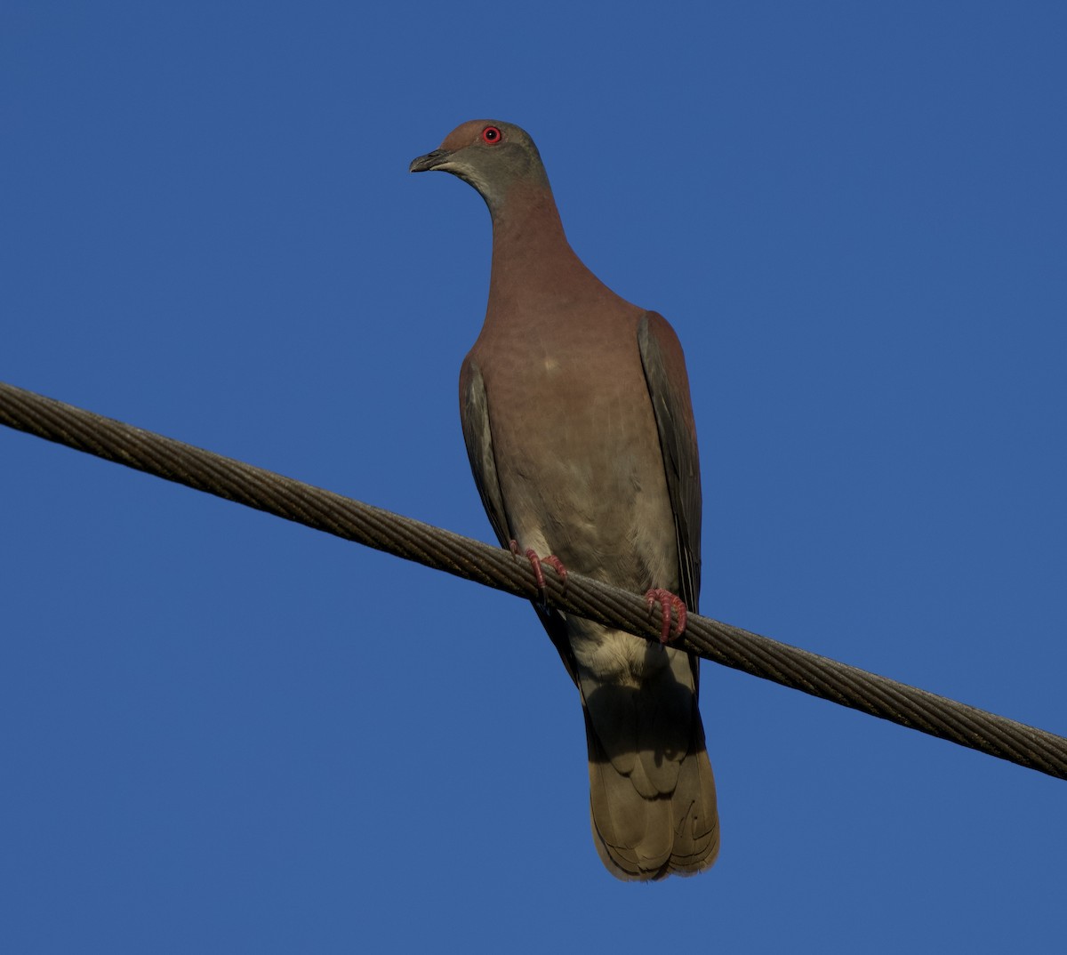 Paloma Colorada - ML646021600
