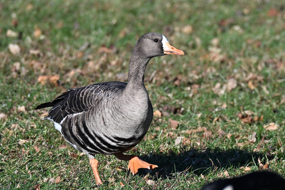 白額雁 - ML646021602