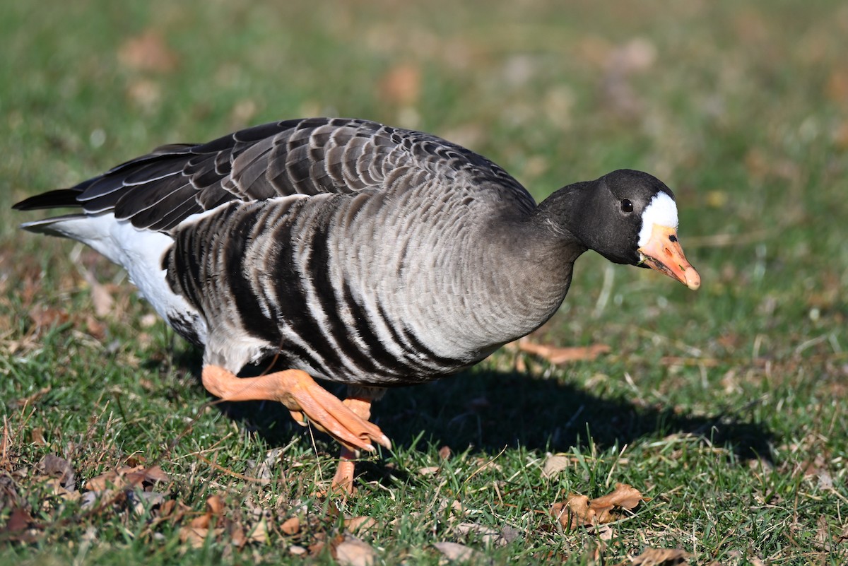 白額雁 - ML646021604