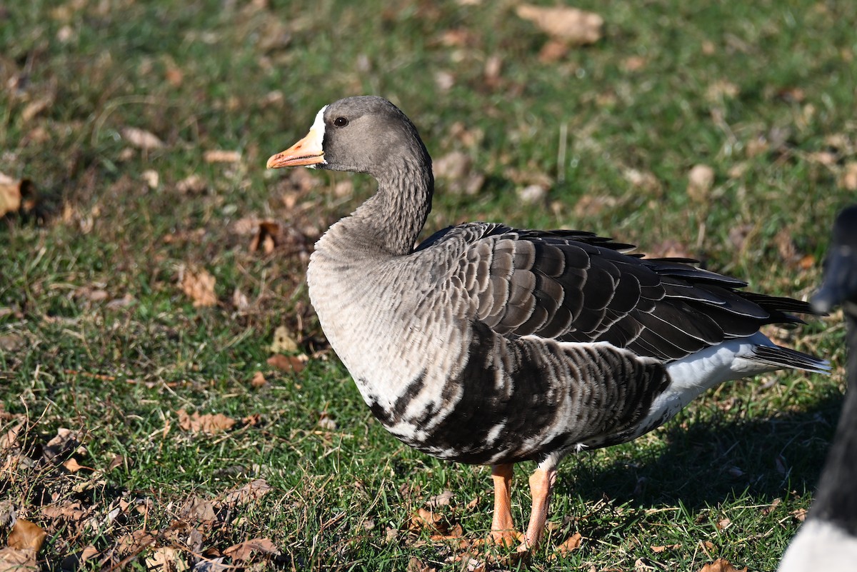 白額雁 - ML646021605