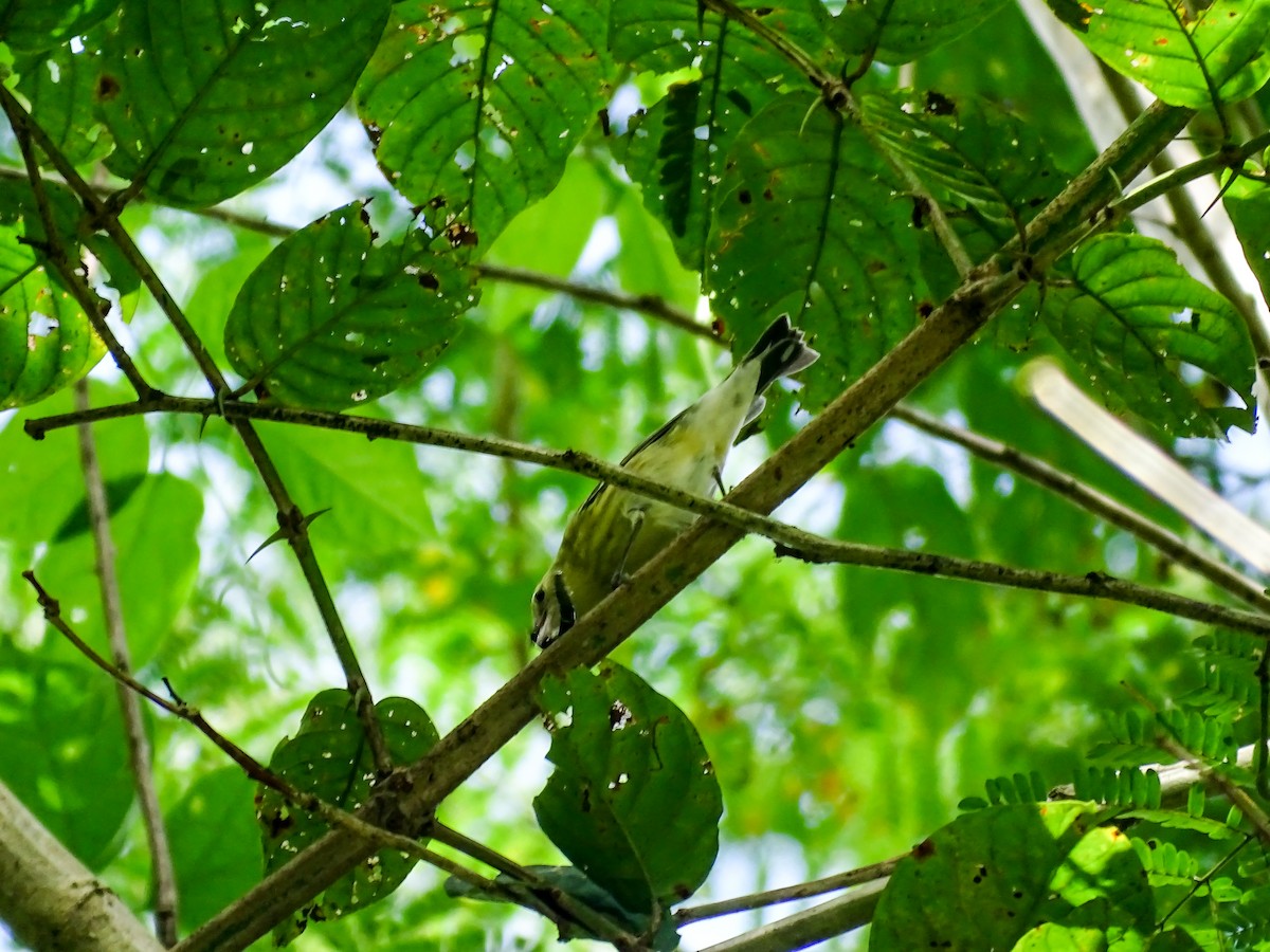 new world warbler sp. - ML646021606