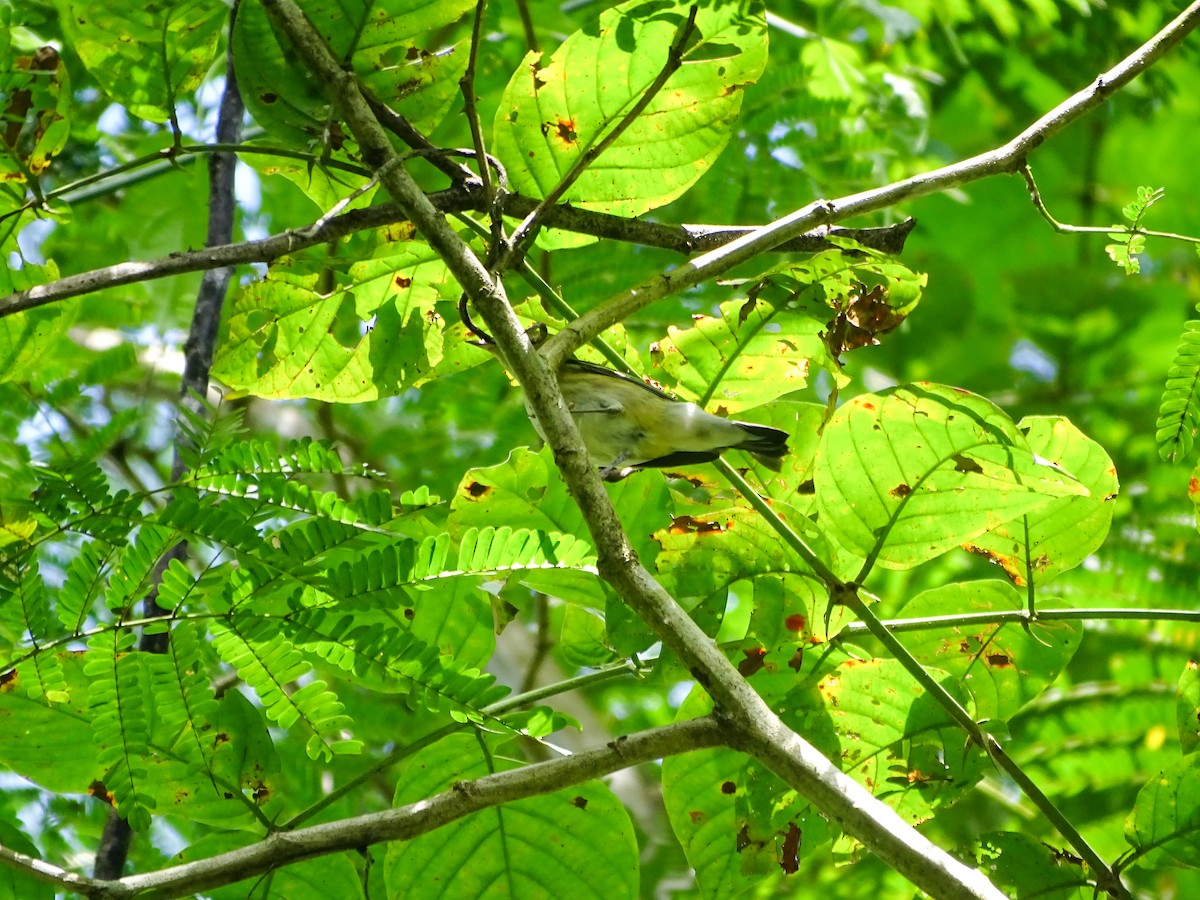 new world warbler sp. - ML646021607