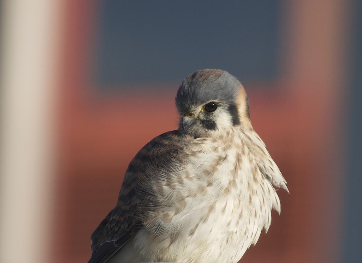 American Kestrel - ML646021610