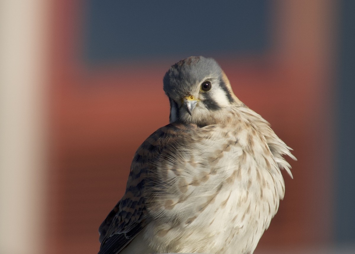American Kestrel - ML646021611