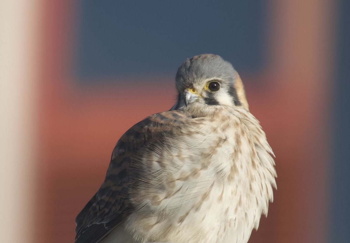 American Kestrel - ML646021612