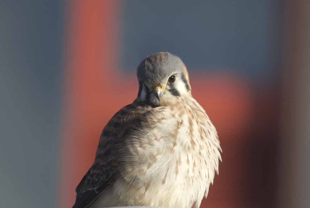 American Kestrel - ML646021613
