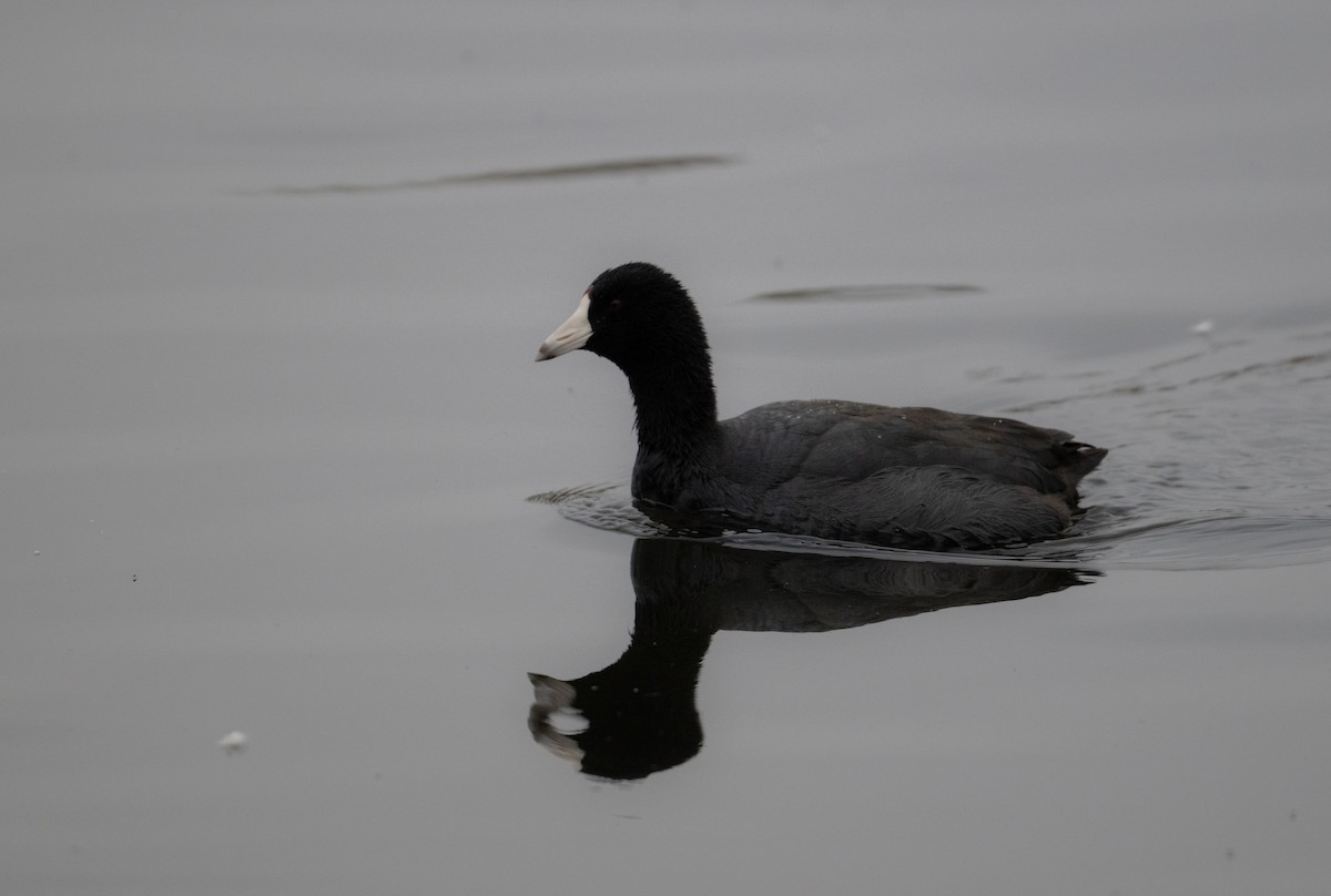 American Coot - ML646021614