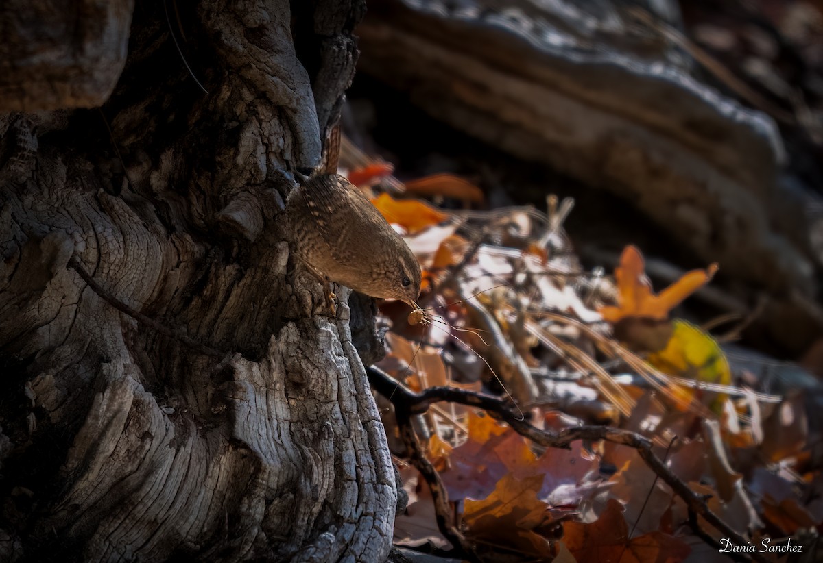 Pacific Wren - ML646021626