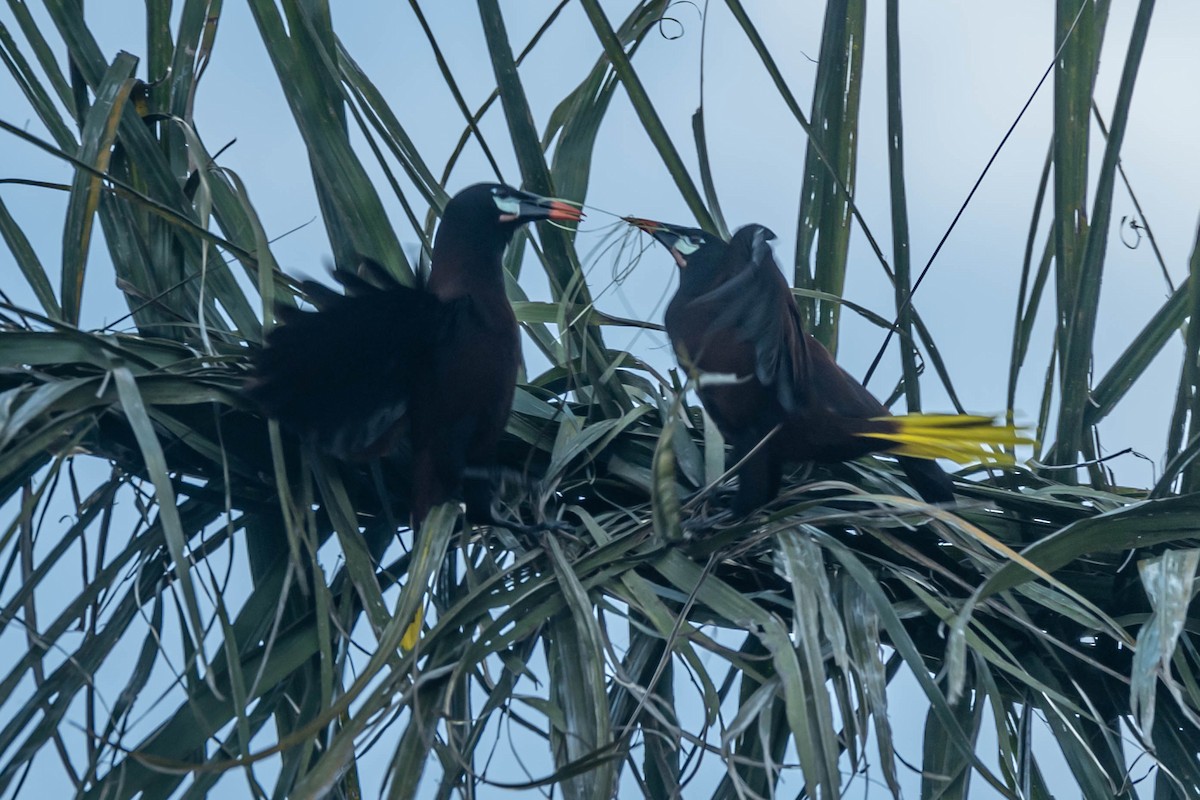 オオツリスドリ - ML646021629