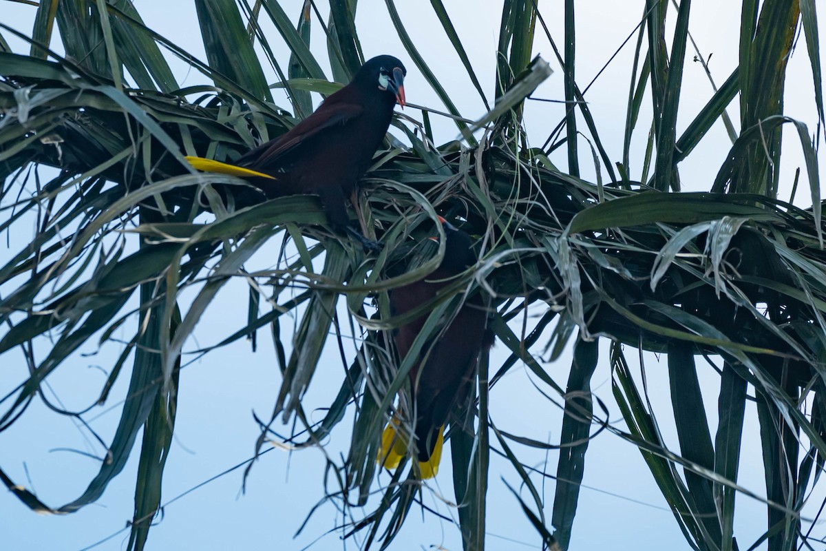 オオツリスドリ - ML646021630