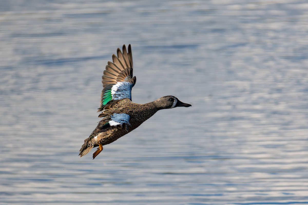 čírka modrokřídlá - ML646021633