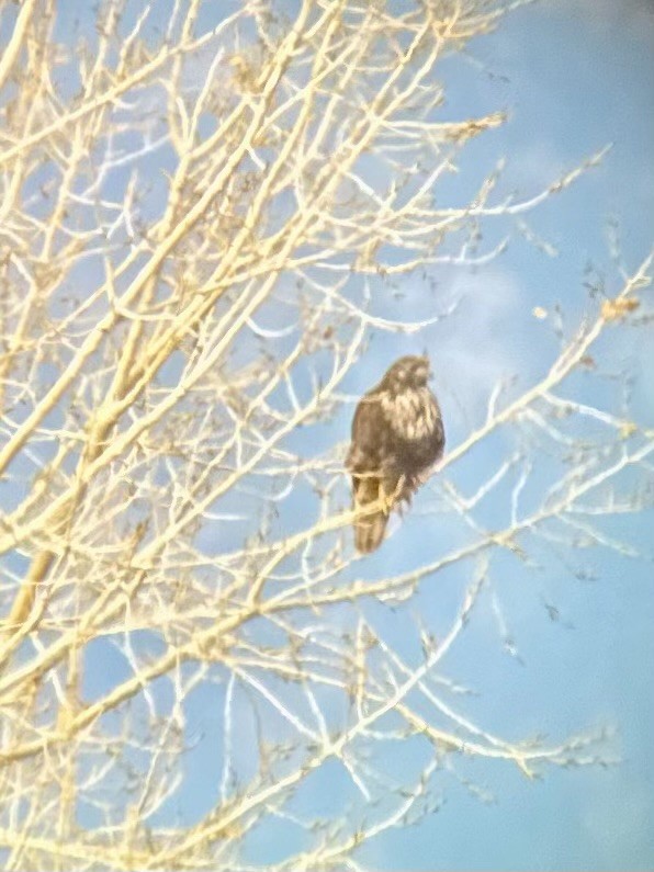 Краснохвостый канюк (harlani) - ML646021641