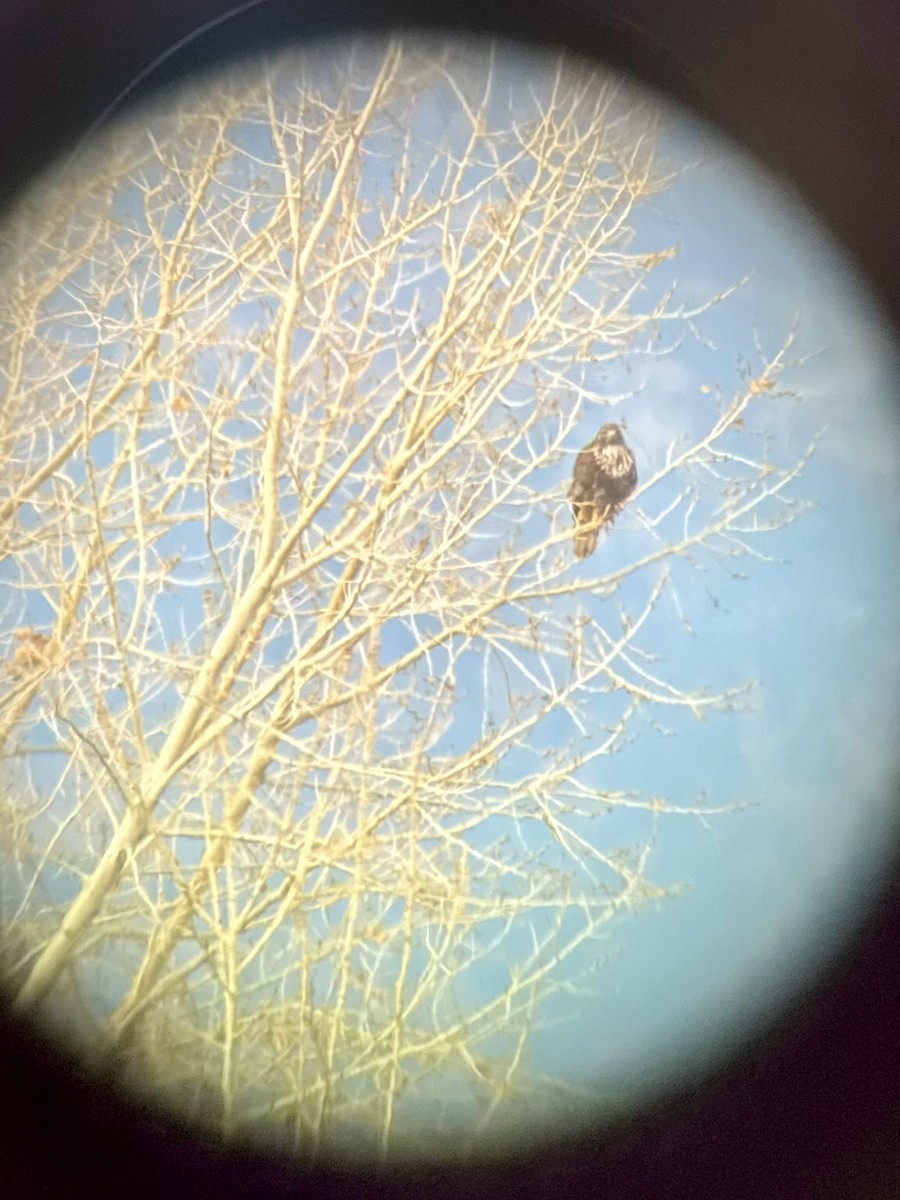 Краснохвостый канюк (harlani) - ML646021642