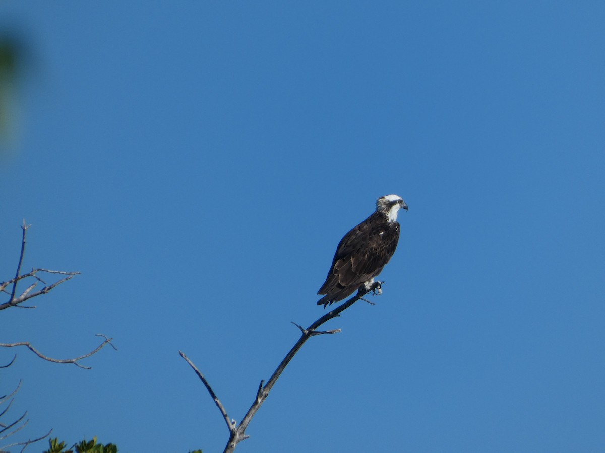 Osprey - ML646021647