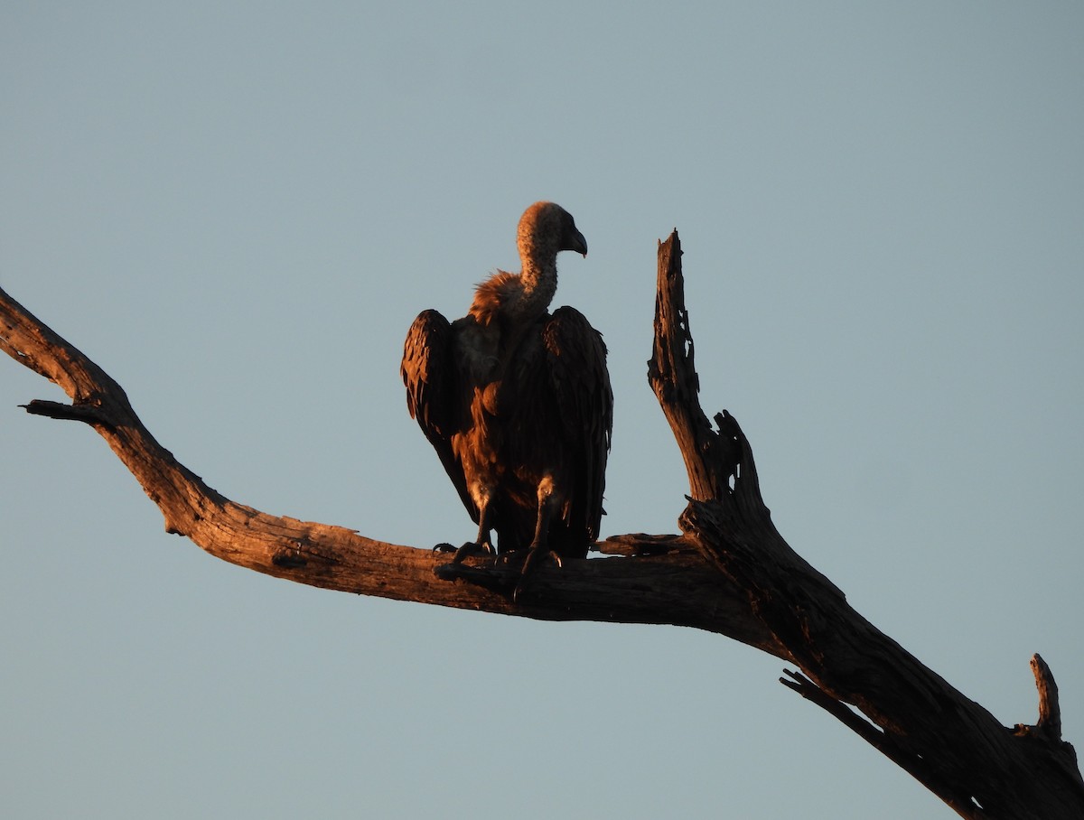 Ak Sırtlı Akbaba - ML646021648