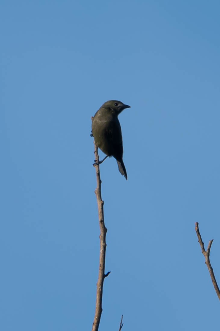 ヤシフウキンチョウ - ML646021650