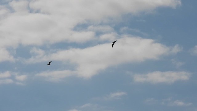 Орлан білоголовий - ML646021651