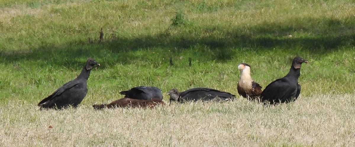 Black Vulture - ML646021655