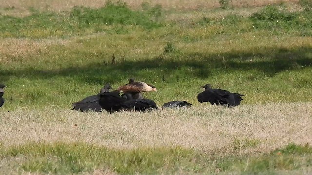 Катарта чорна - ML646021661