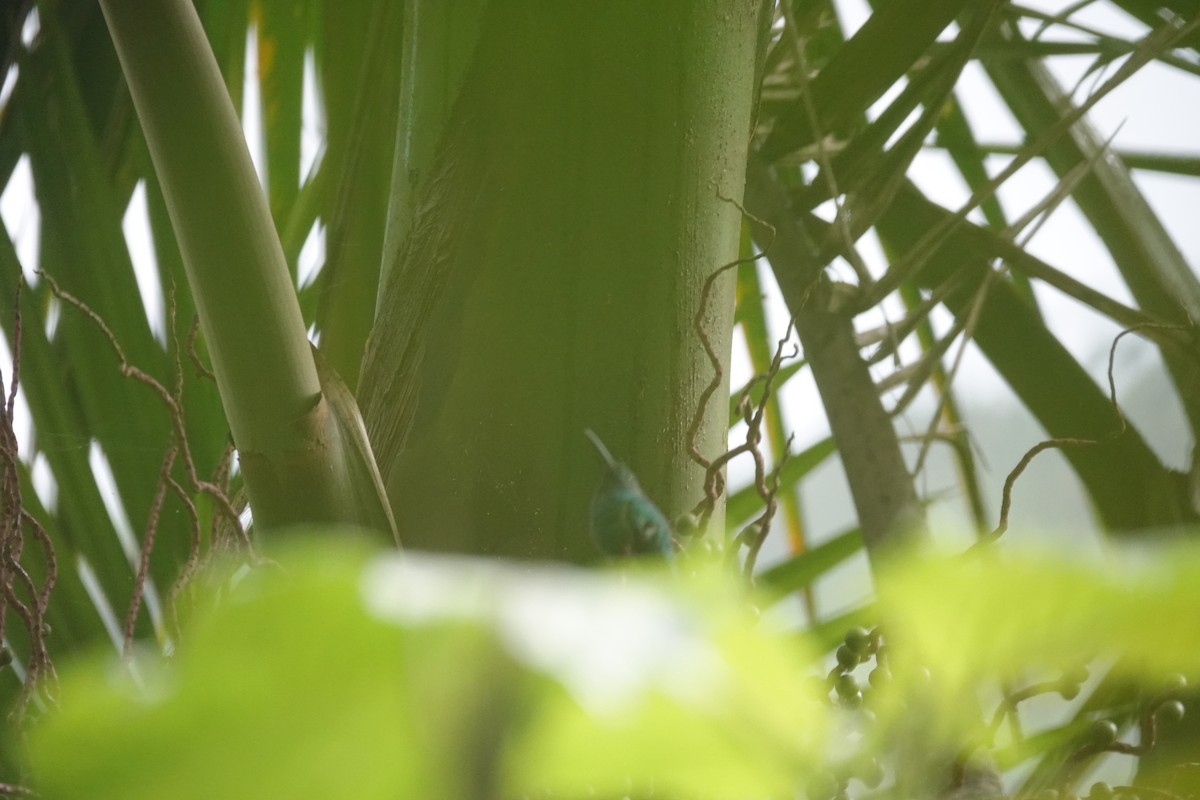 kolibřík smaragdový - ML646021672