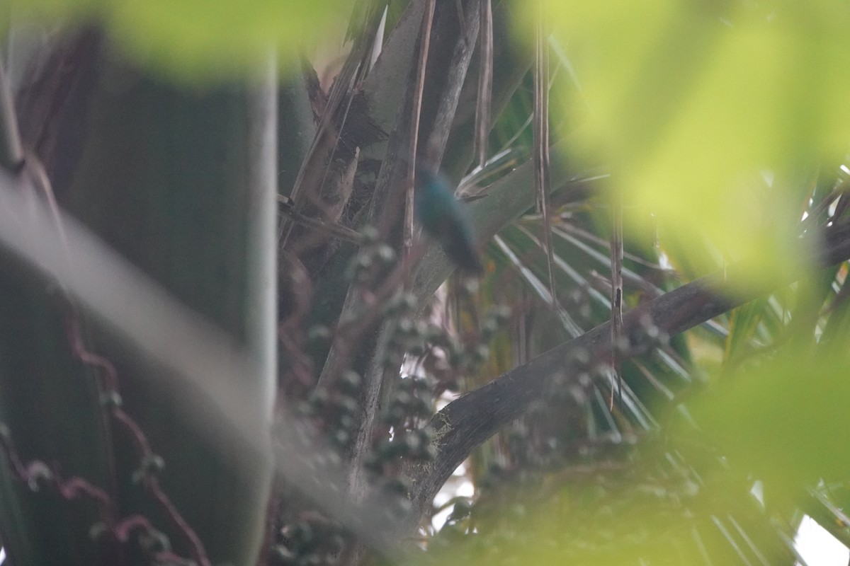 kolibřík smaragdový - ML646021673