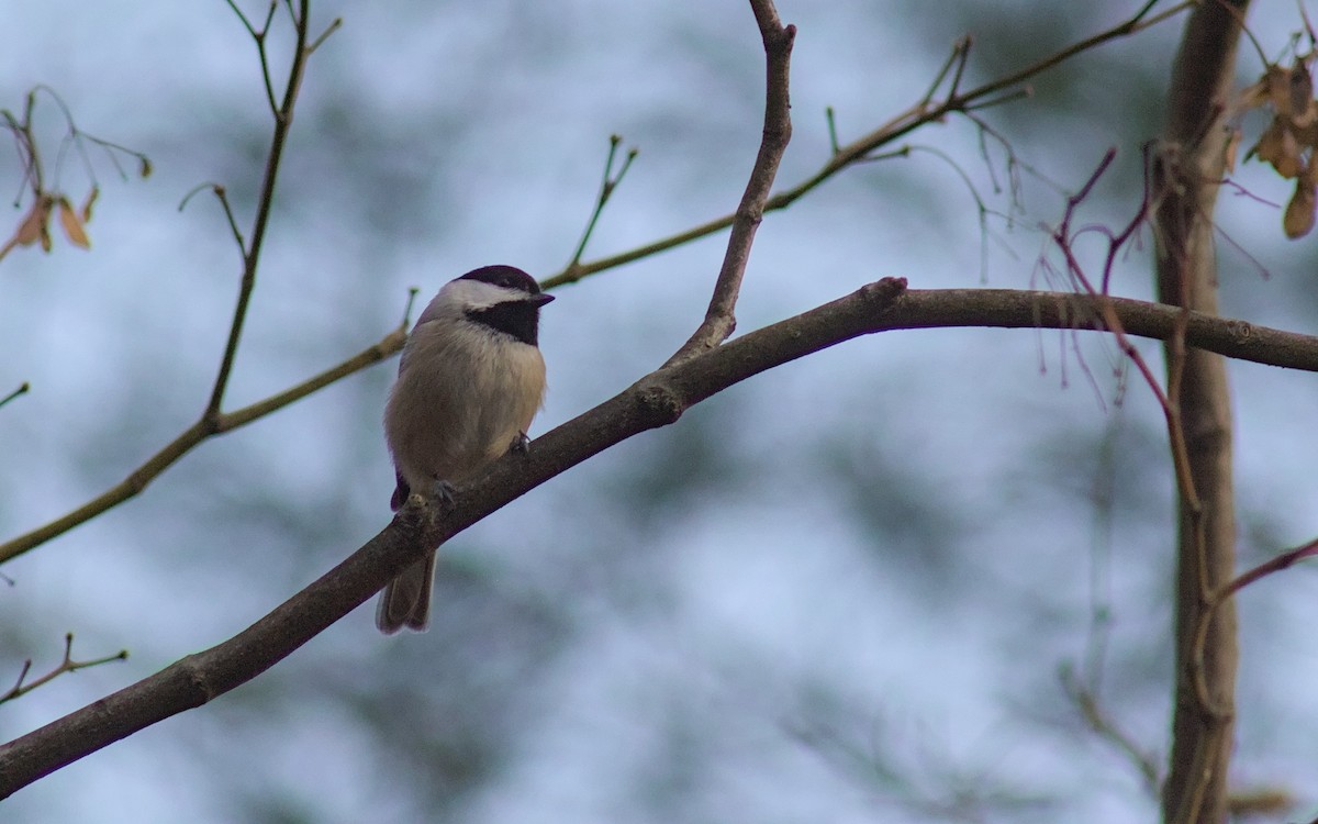 Каролинская гаичка - ML646021678